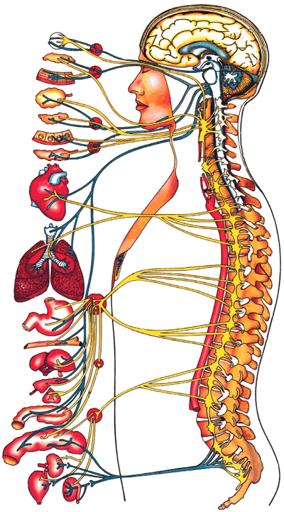 Autonomic Nervous System