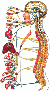 autonomic nervous system