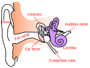 Eustachian Tube Dysfunction & Chiropractic